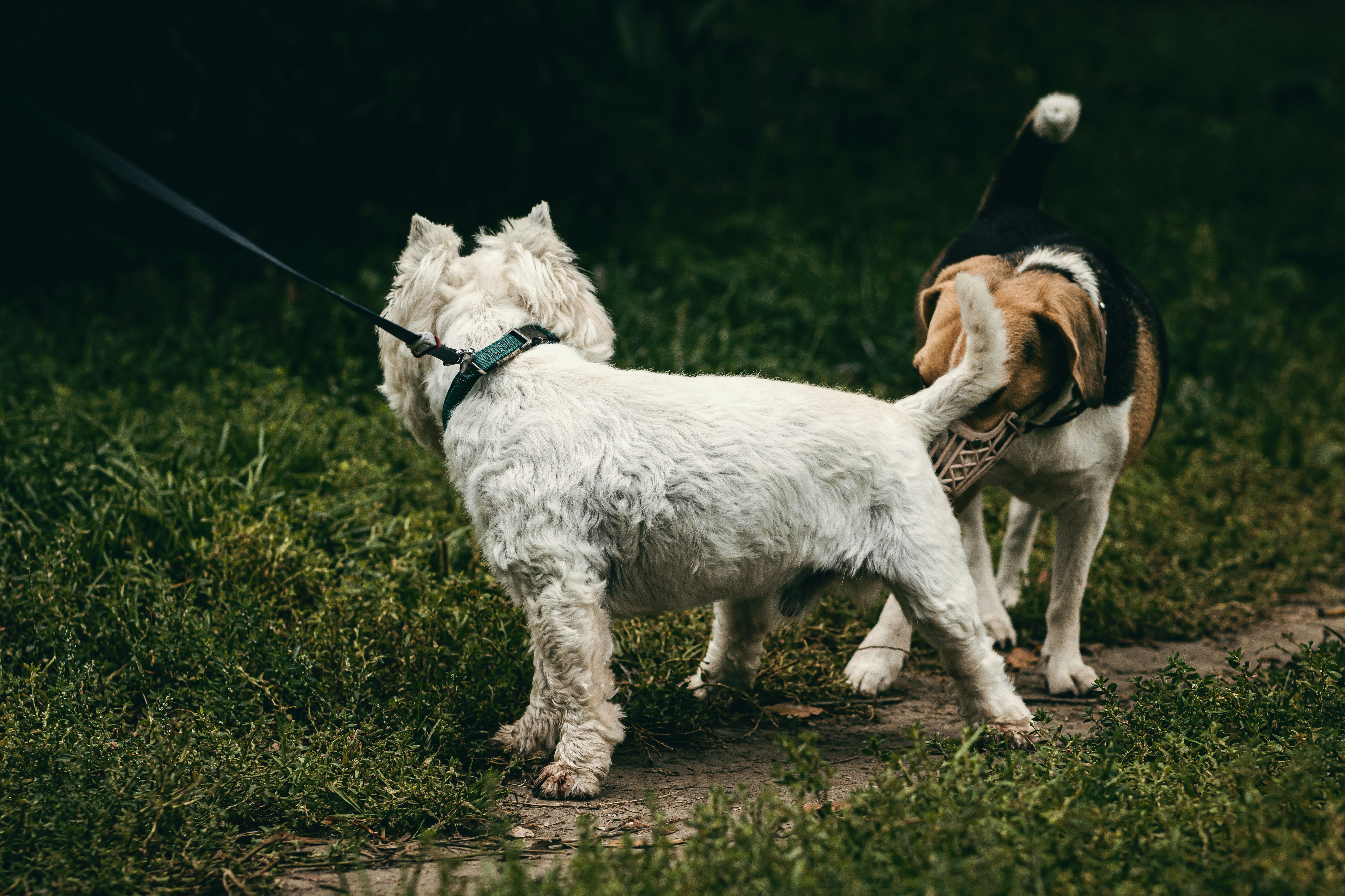 The Sniffrey Dog Etiquette Guide
