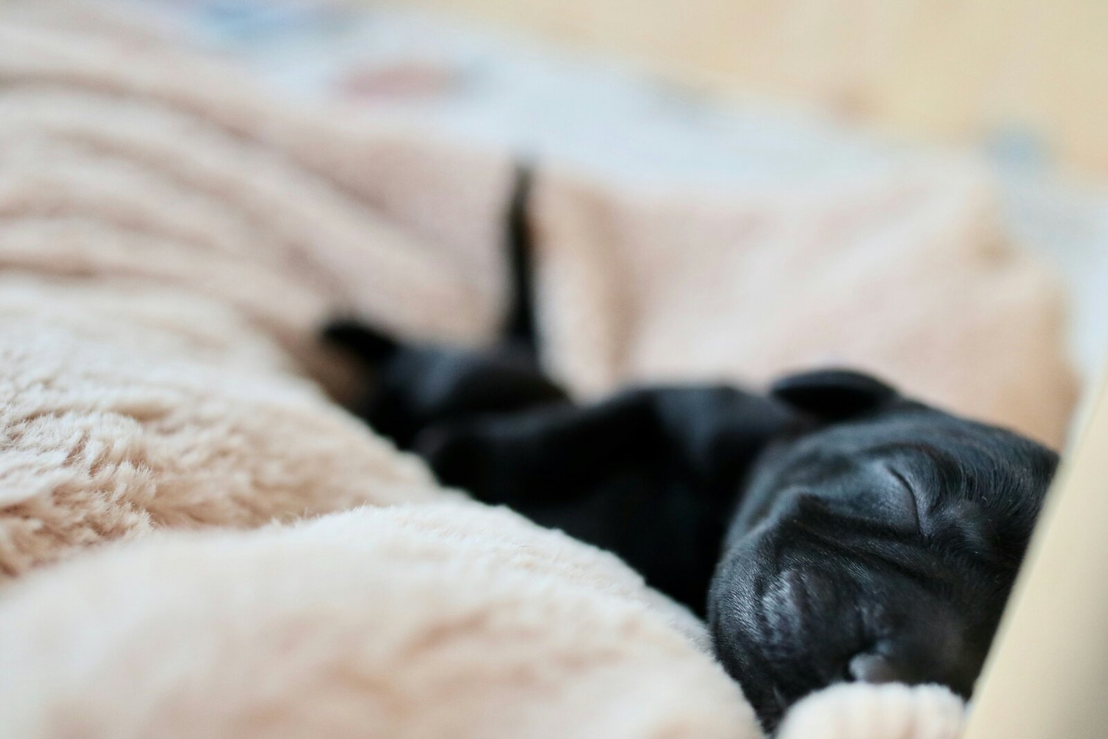 Puppy Live: what Finland's newborn puppy livestream teaches us about a dog's first weeks