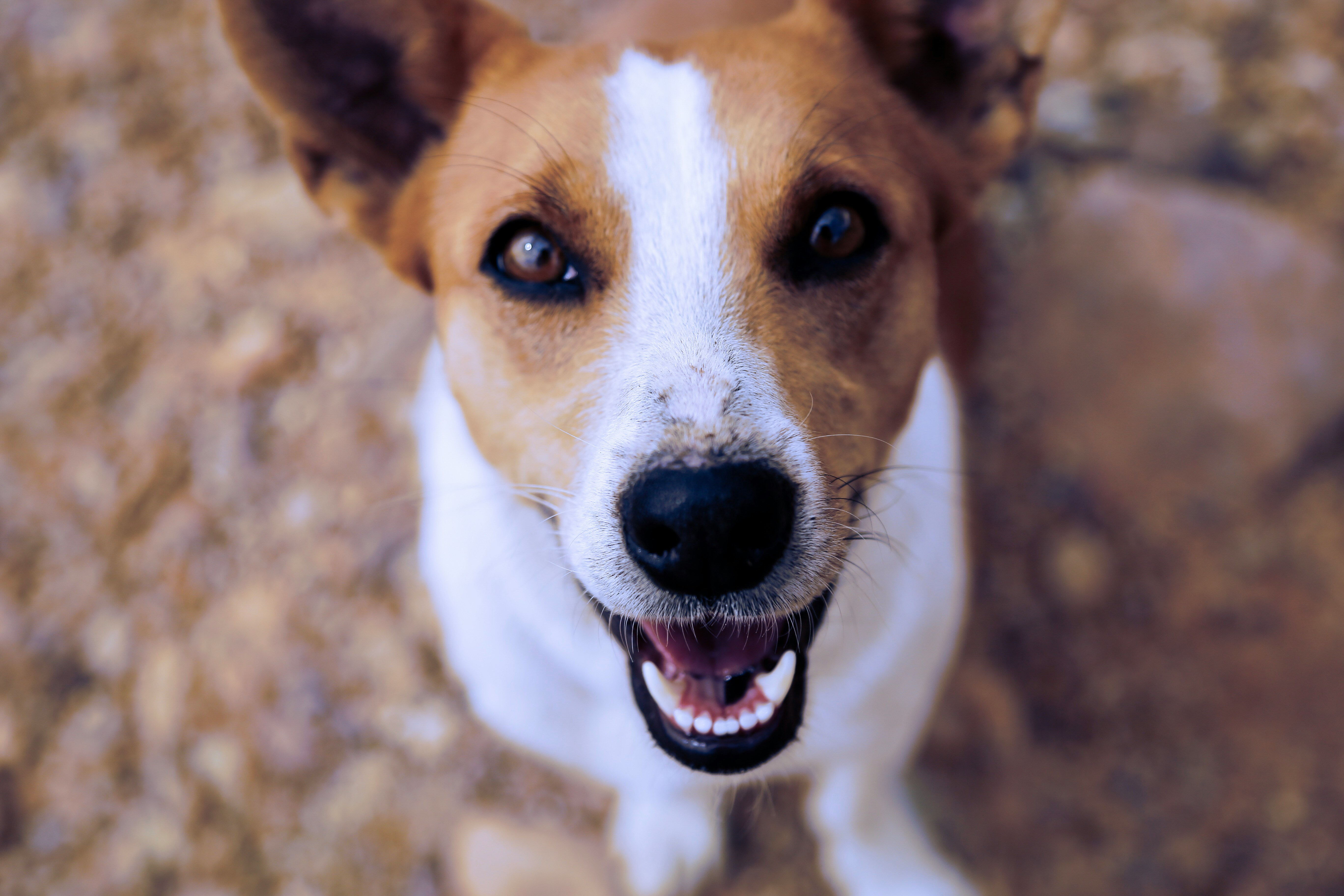 Why you should smile at your dog