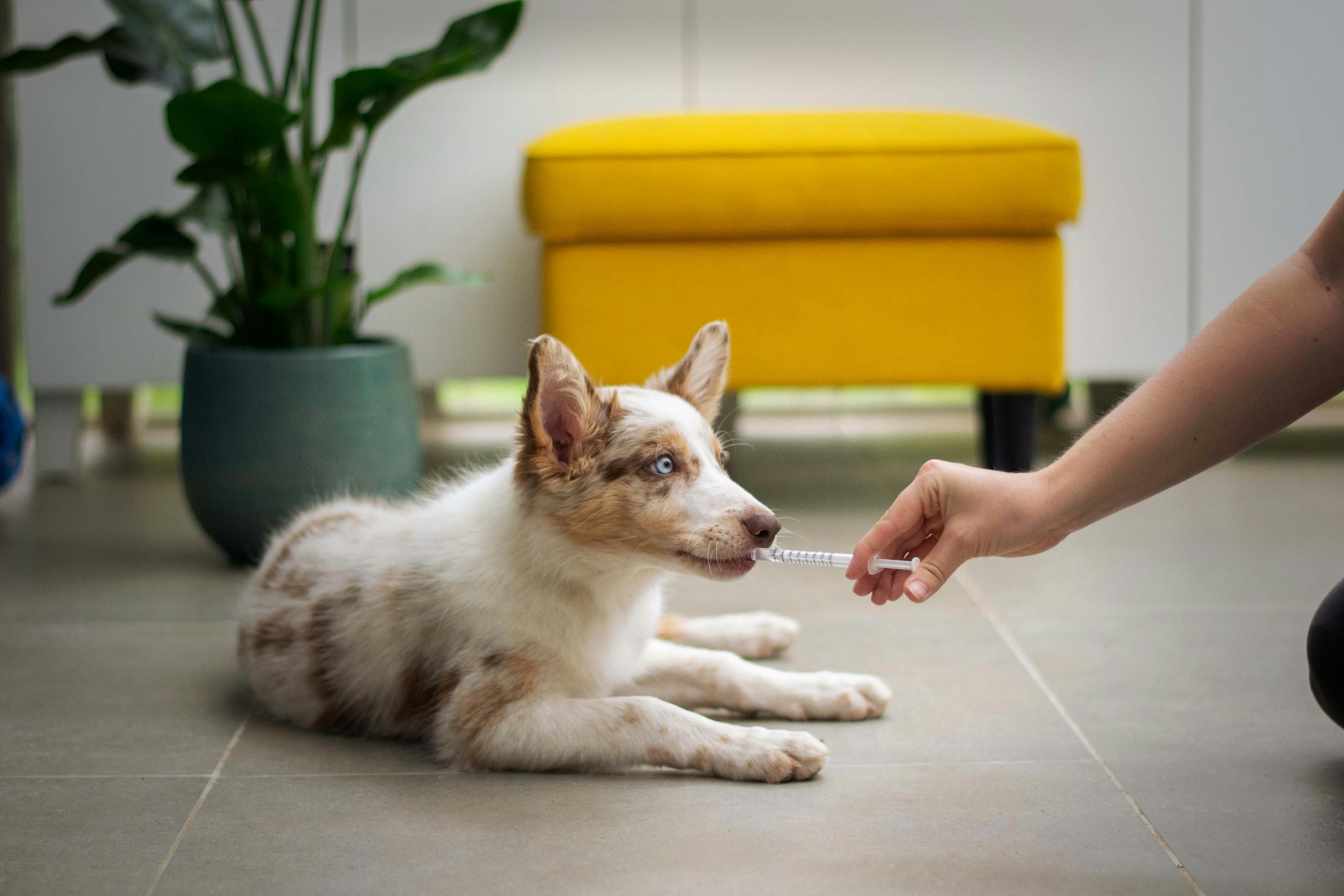 Dog at a veterinary clinic in Copenhagen